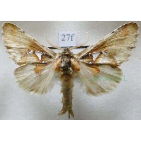 Spatalia argentina (Denis & Schiffermüller, 1775) male Naramiennica srebrnica Czech27f